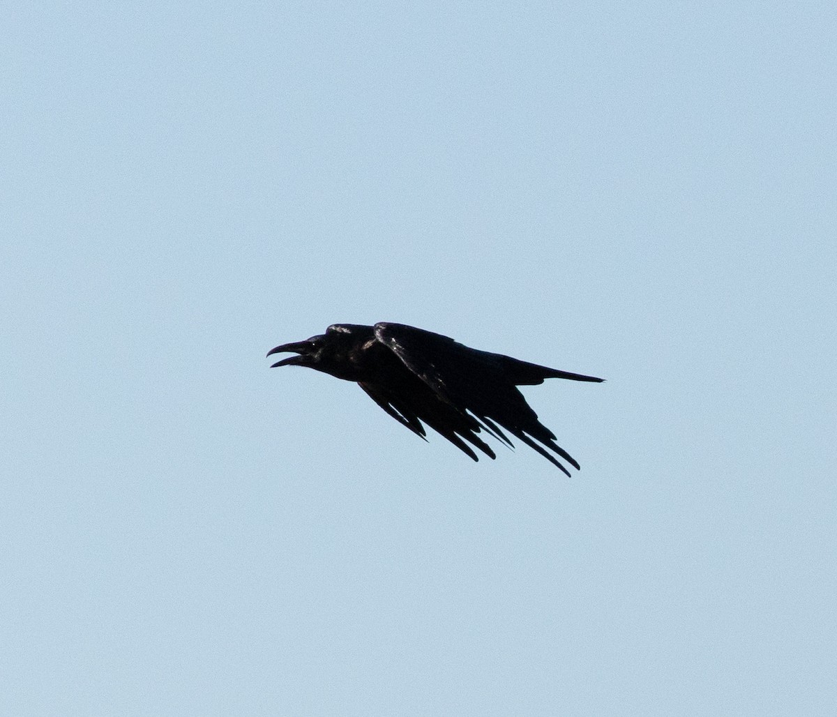 Common Raven - ML643860941