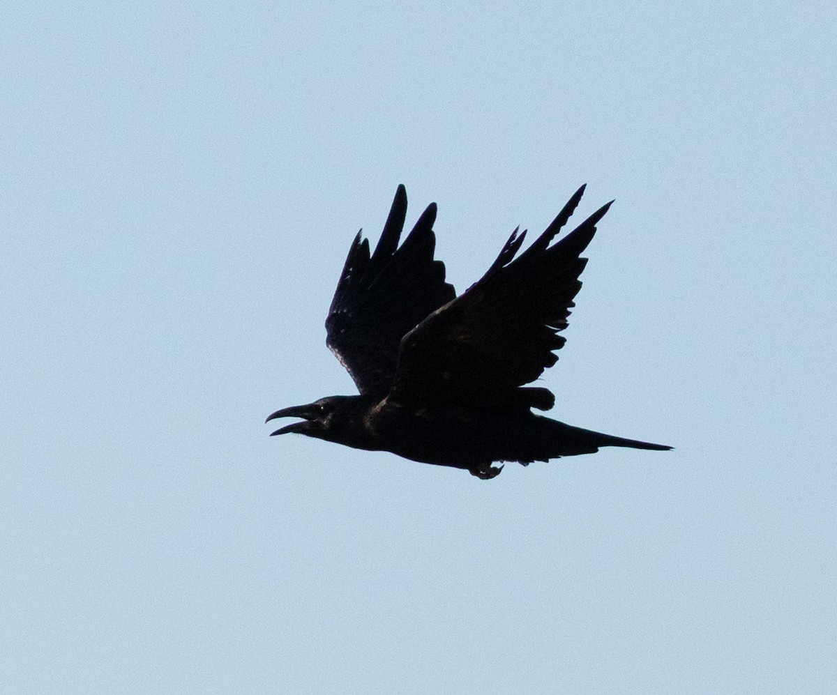 Common Raven - ML643860942