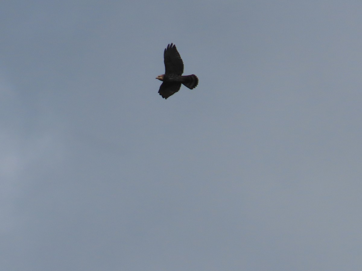 Broad-winged Hawk - ML643860943