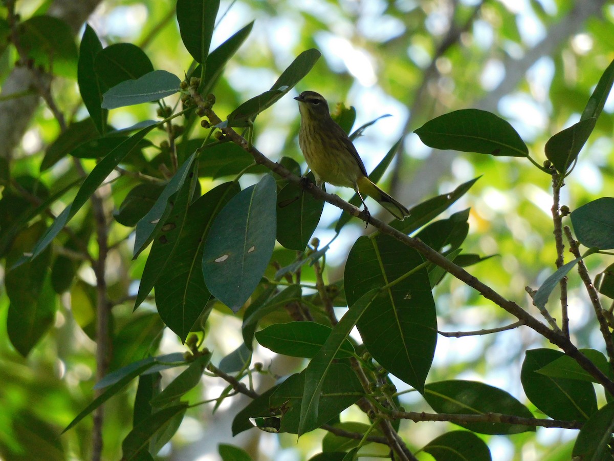 Palm Warbler - ML643860955