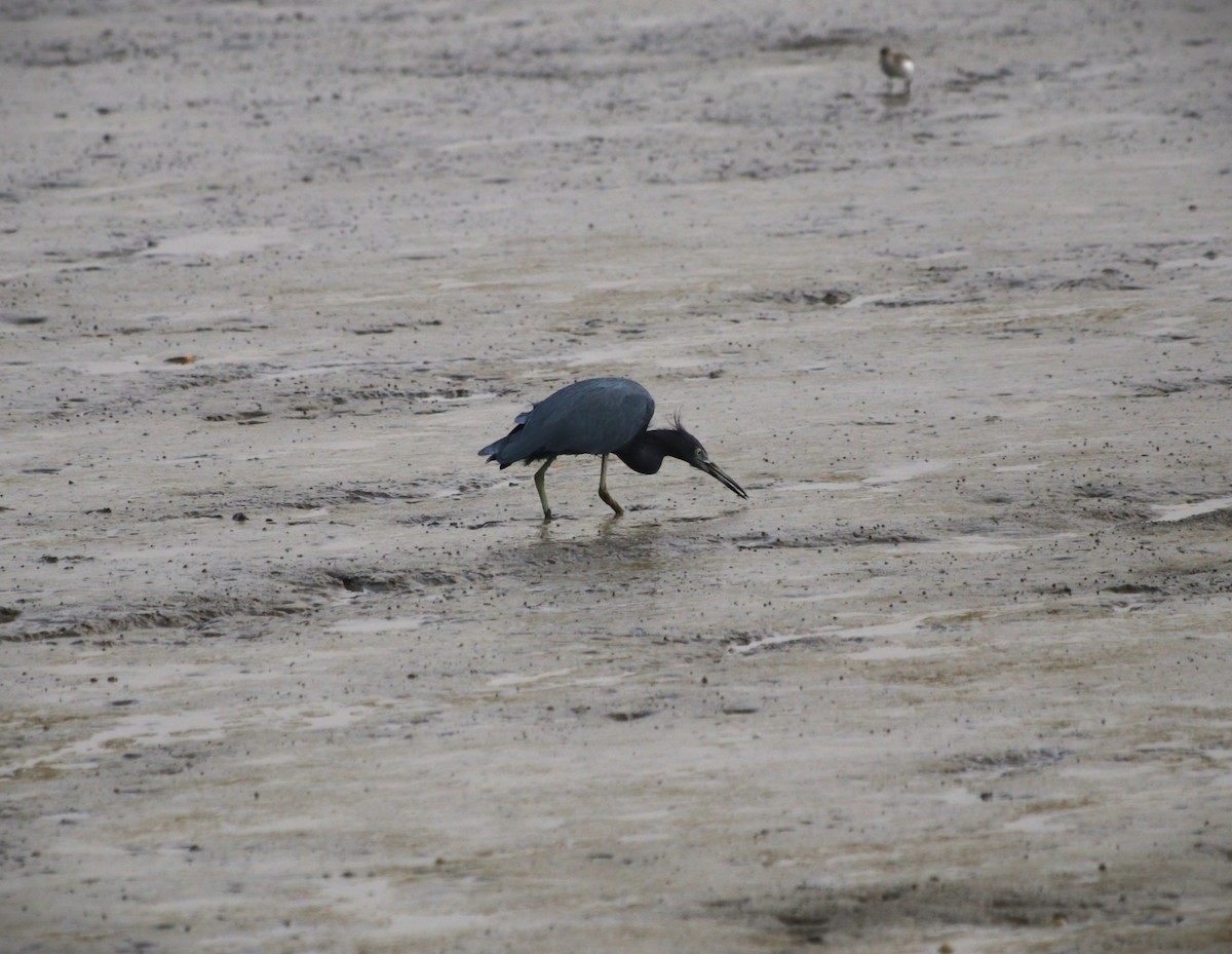 Little Blue Heron - ML643860957