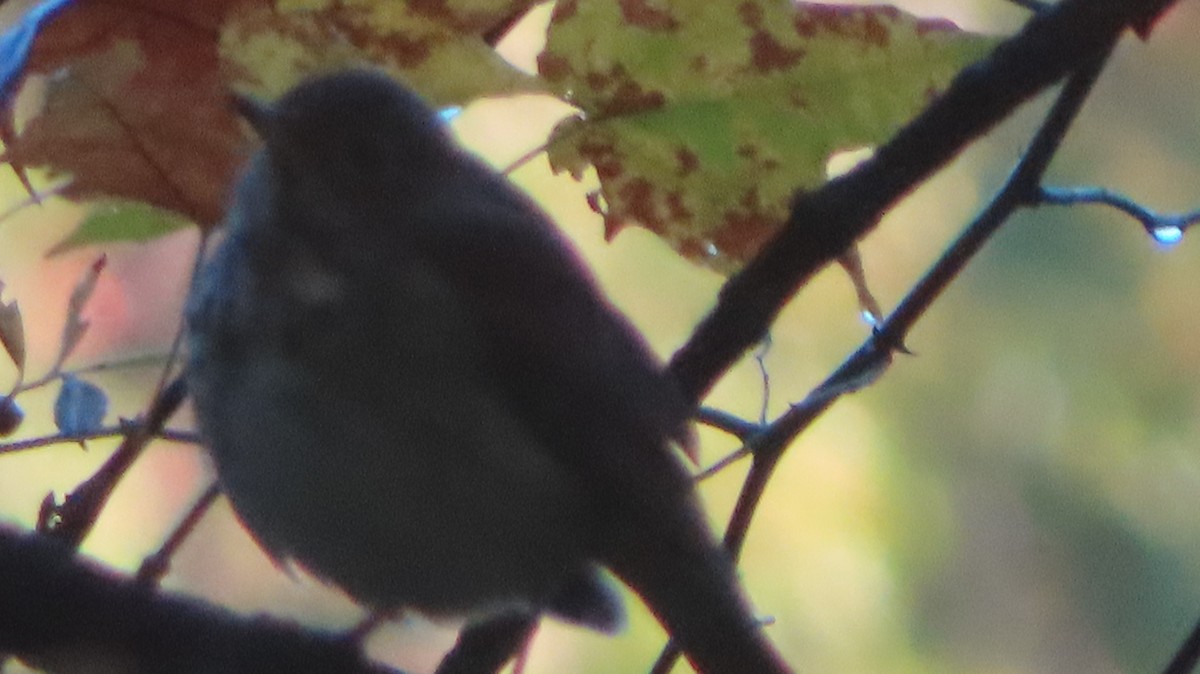 Hermit Thrush - ML643860976