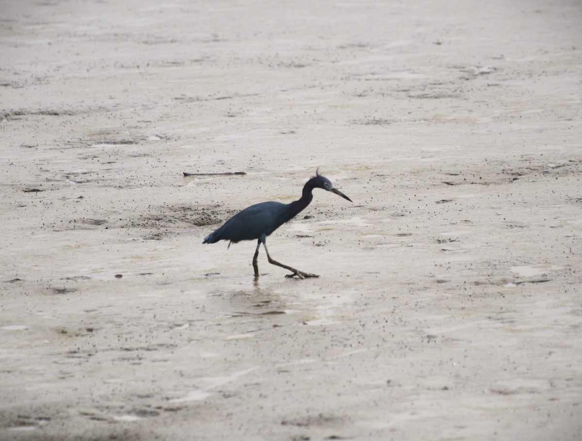 Little Blue Heron - ML643860987