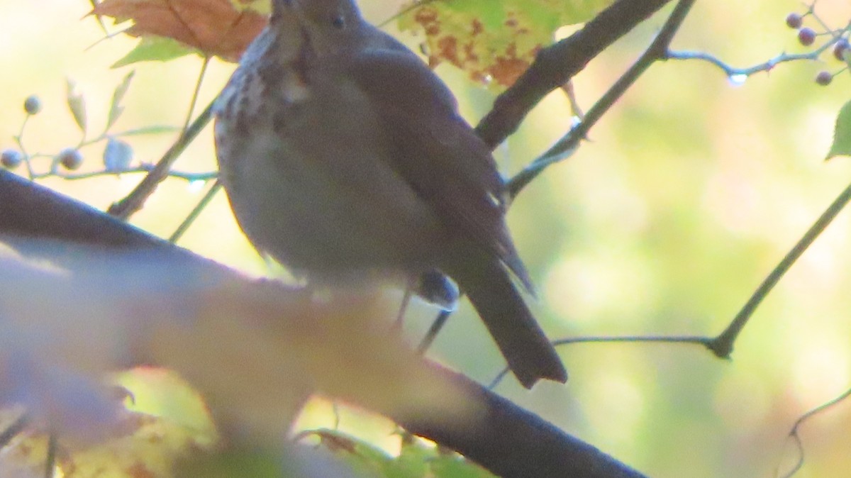 Hermit Thrush - ML643861003