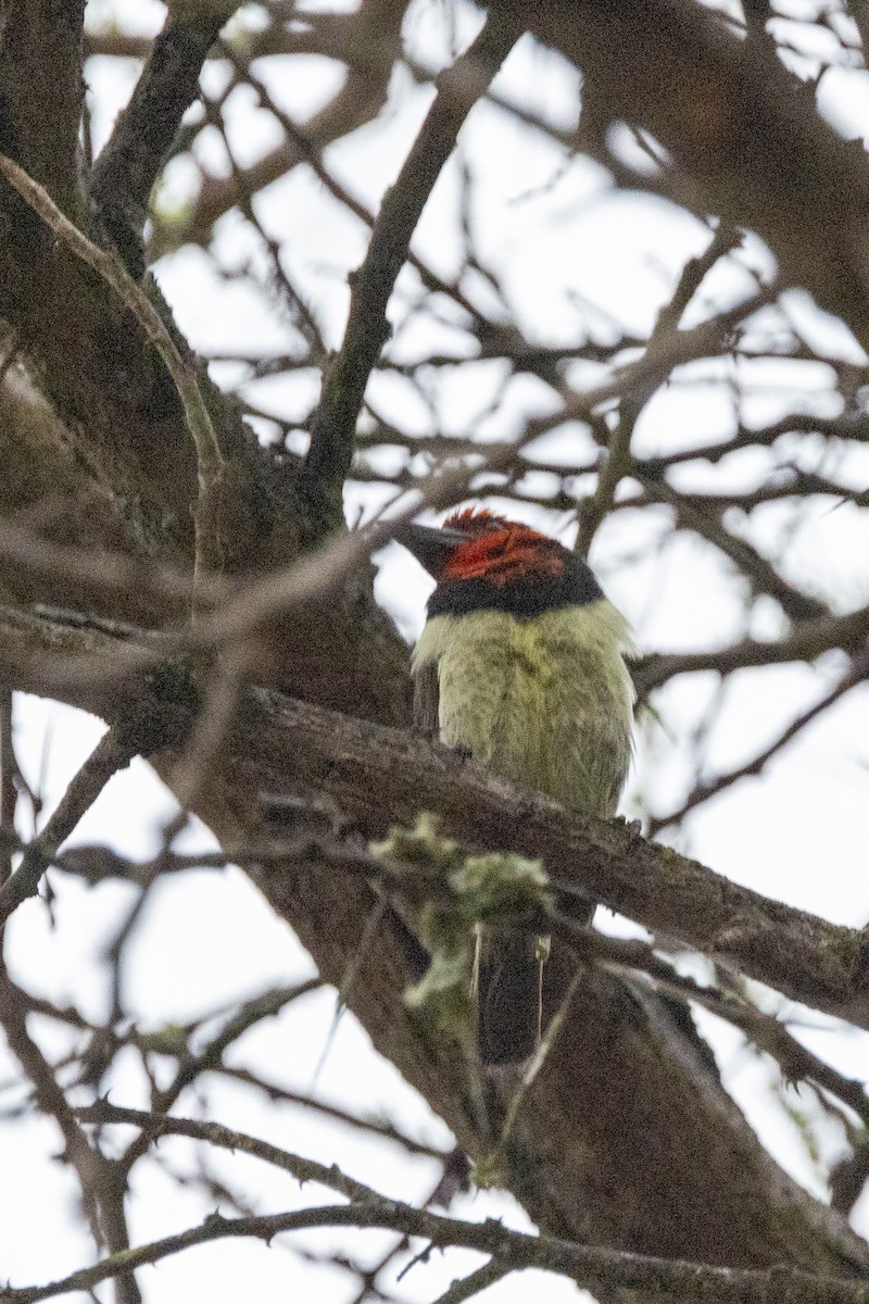 Black-collared Barbet - ML643861004