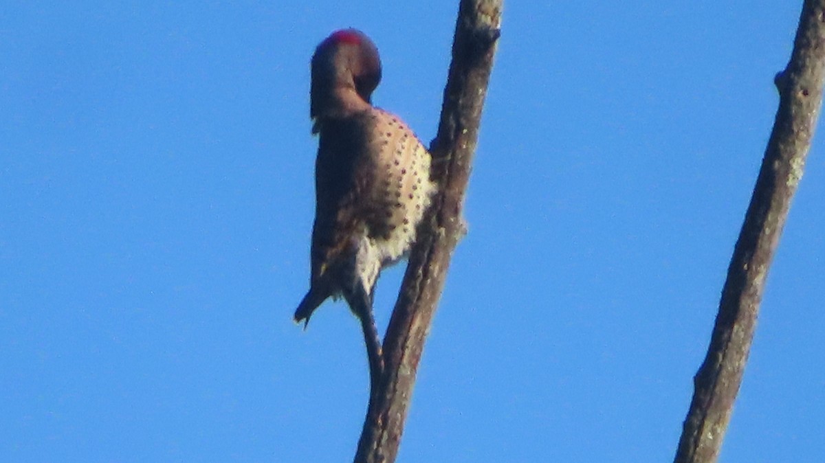Northern Flicker - ML643861024