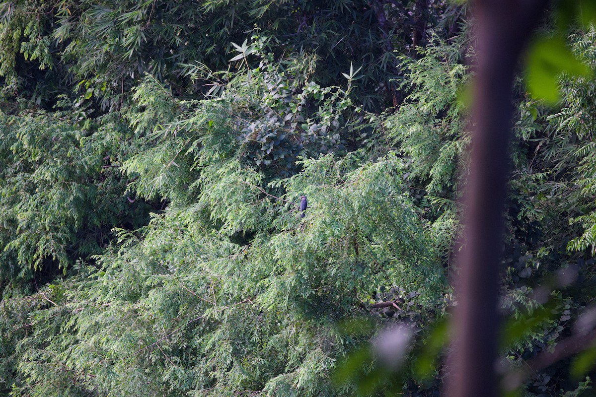 Green-billed Malkoha - ML643861026