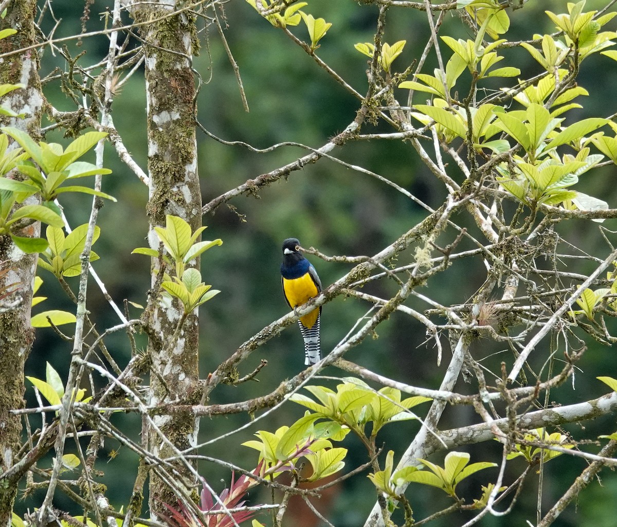 Gartered Trogon - ML643861065