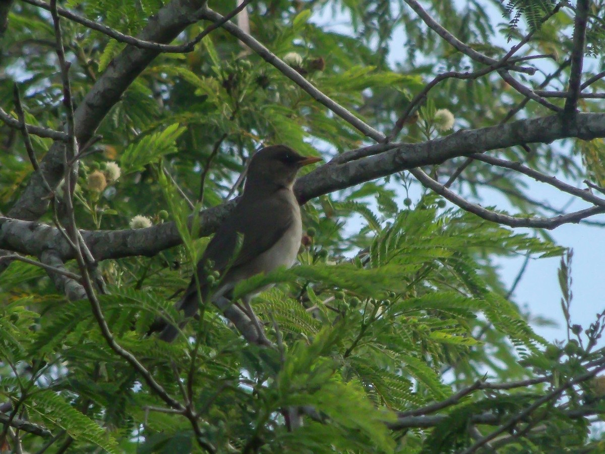 キバラツグミ - ML643861132