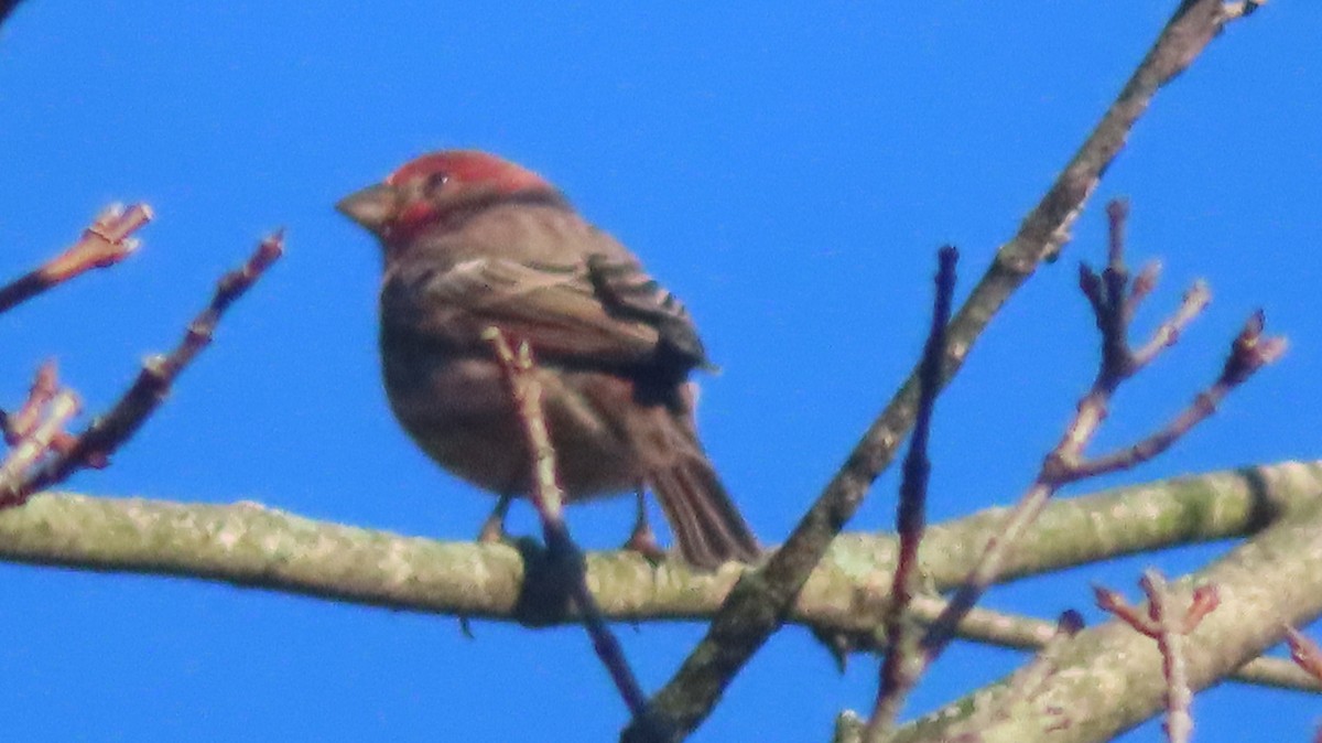 House Finch - ML643861133