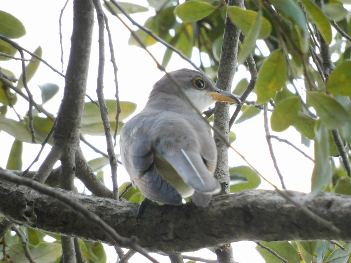 Yellow-billed Cuckoo - ML643861140