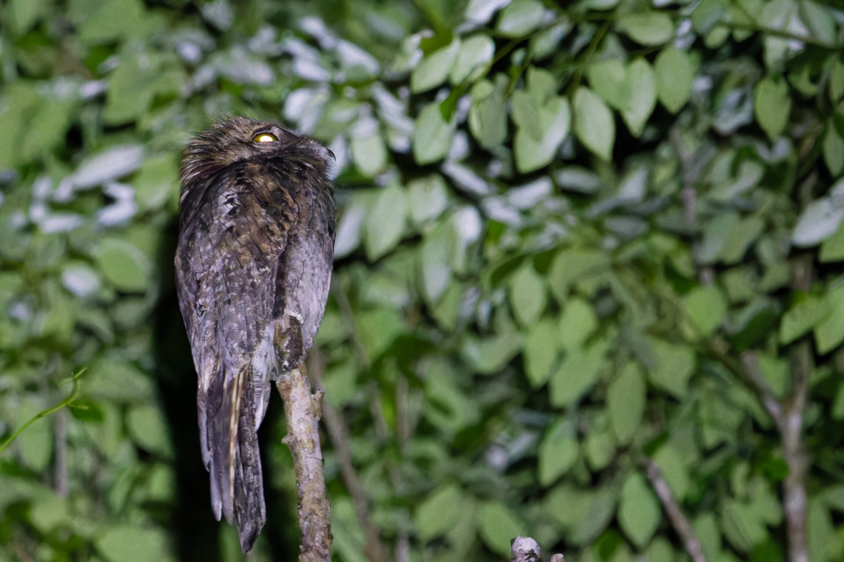Northern Potoo - ML643861141
