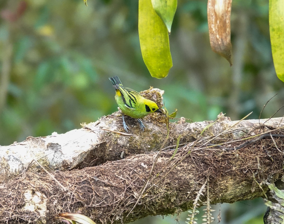 Emerald Tanager - ML643861146