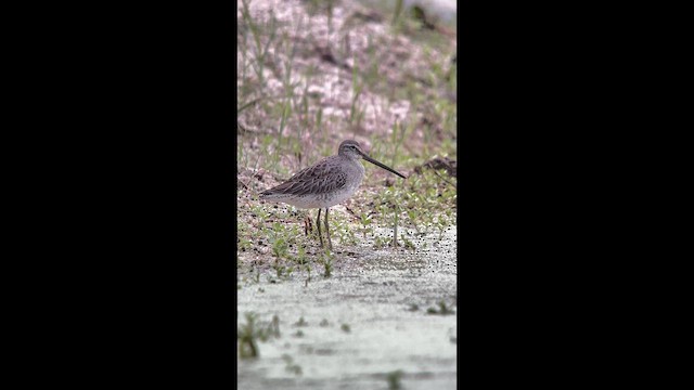 Bécassin à long bec - ML643861158