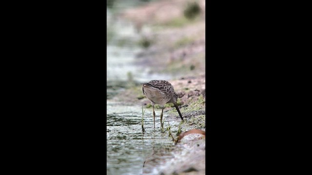 Bécassin à long bec - ML643861160