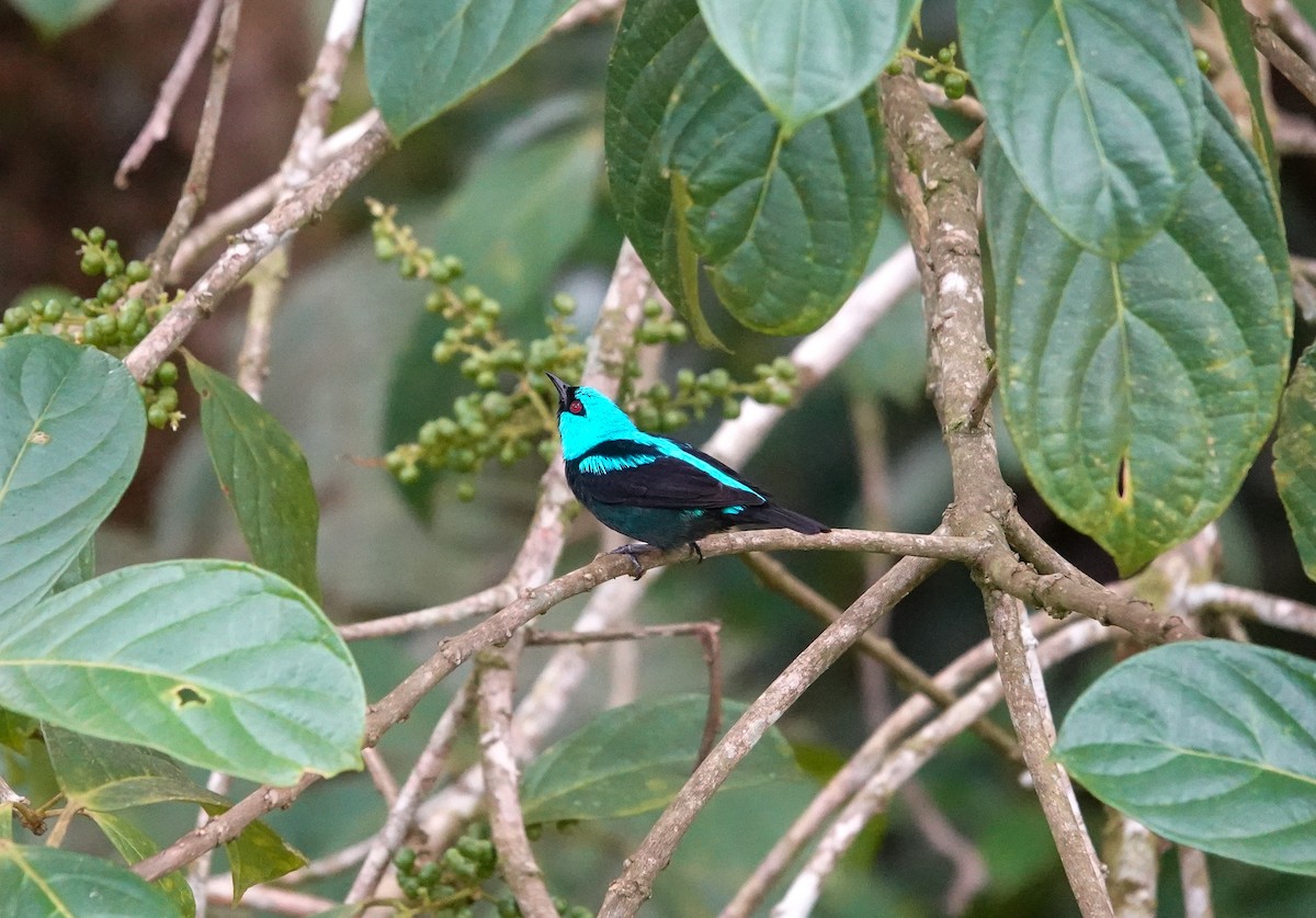 Scarlet-thighed Dacnis - ML643861164