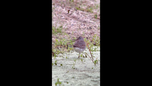Bécassin à long bec - ML643861170