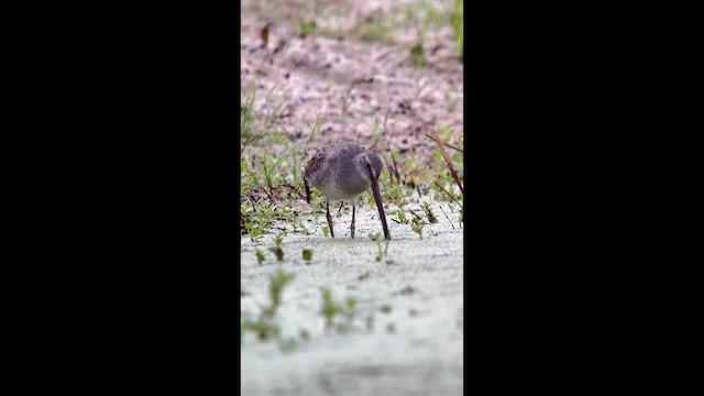 Bécassin à long bec - ML643861171
