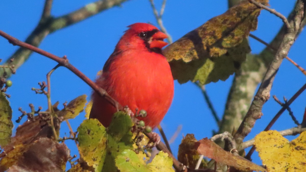 Northern Cardinal - ML643861181