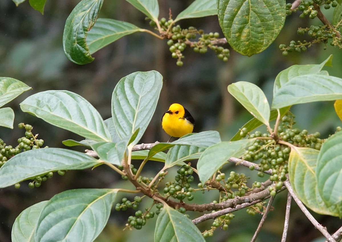 Tangara Negriamarilla - ML643861191
