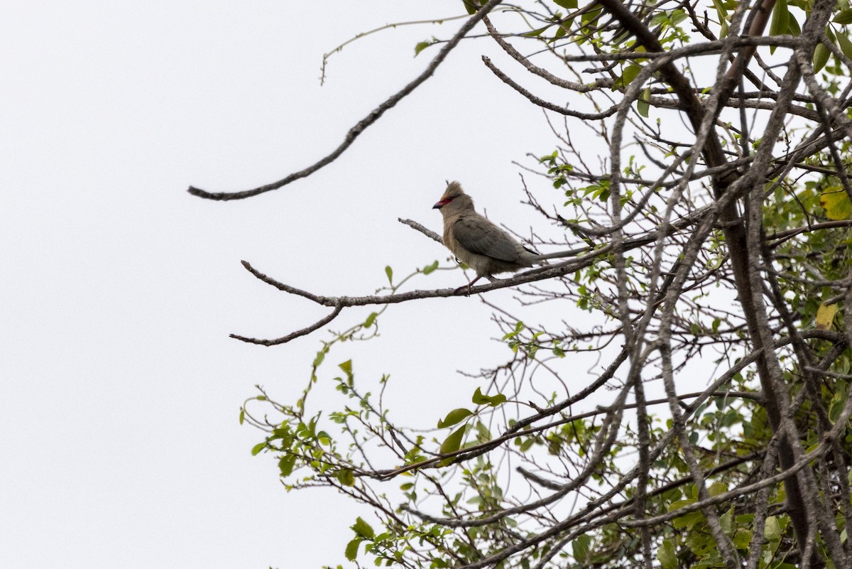 Red-faced Mousebird - ML643861193