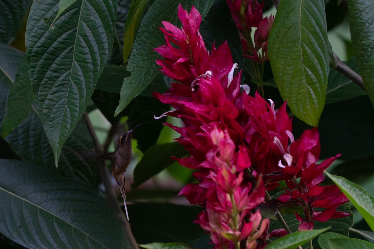 Great-billed Hermit - ML643861209