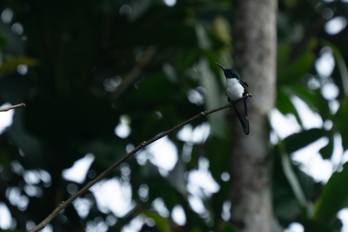 Black-eared Fairy - ML643861222