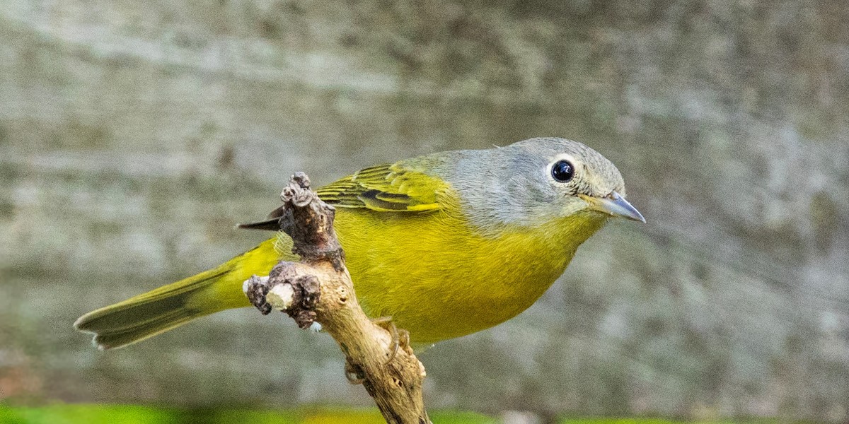 Nashville Warbler - ML643861223