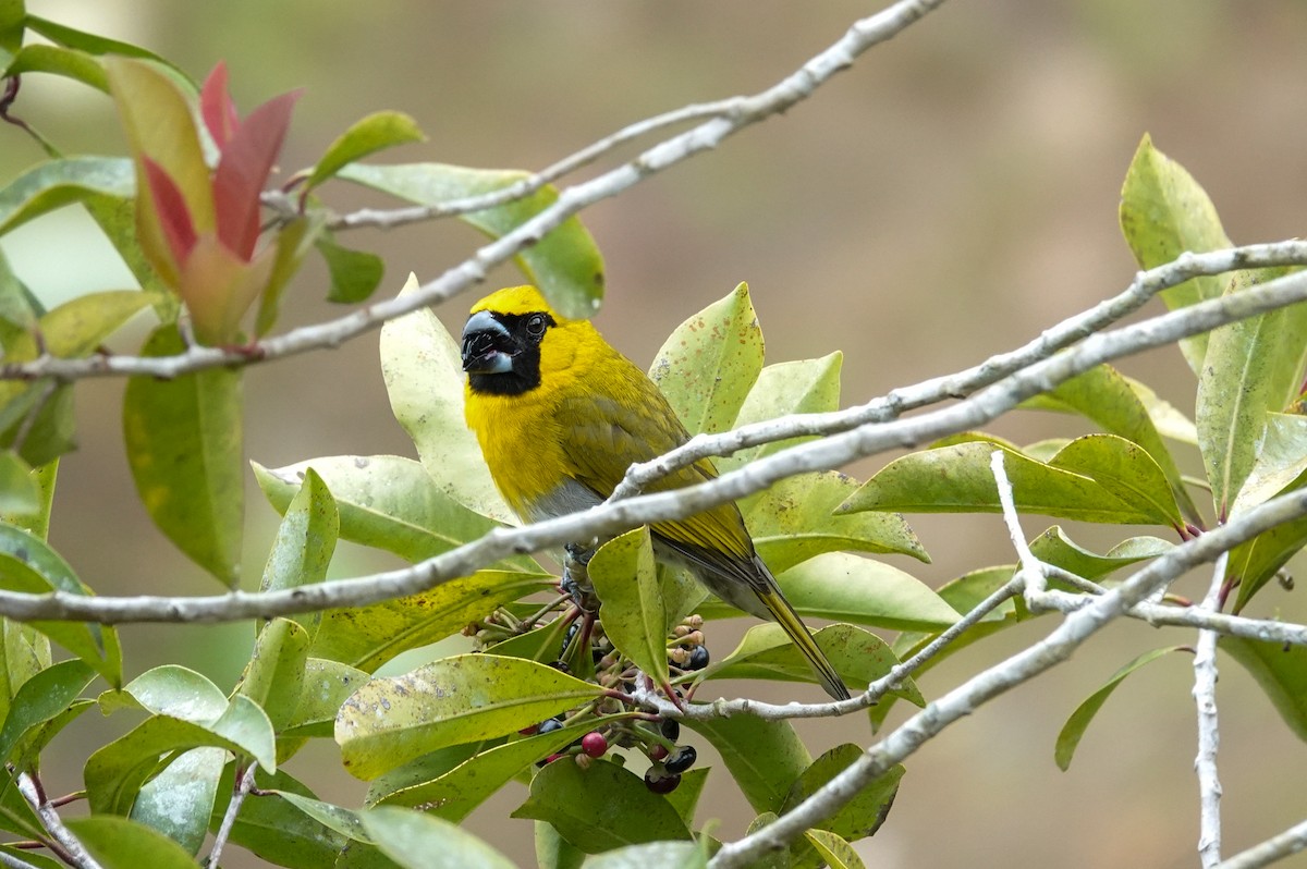 シロハラキミドリイカル - ML643861226