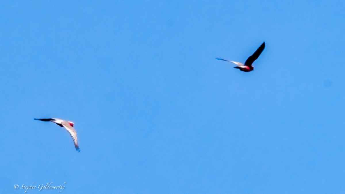 Galah - ML643861254
