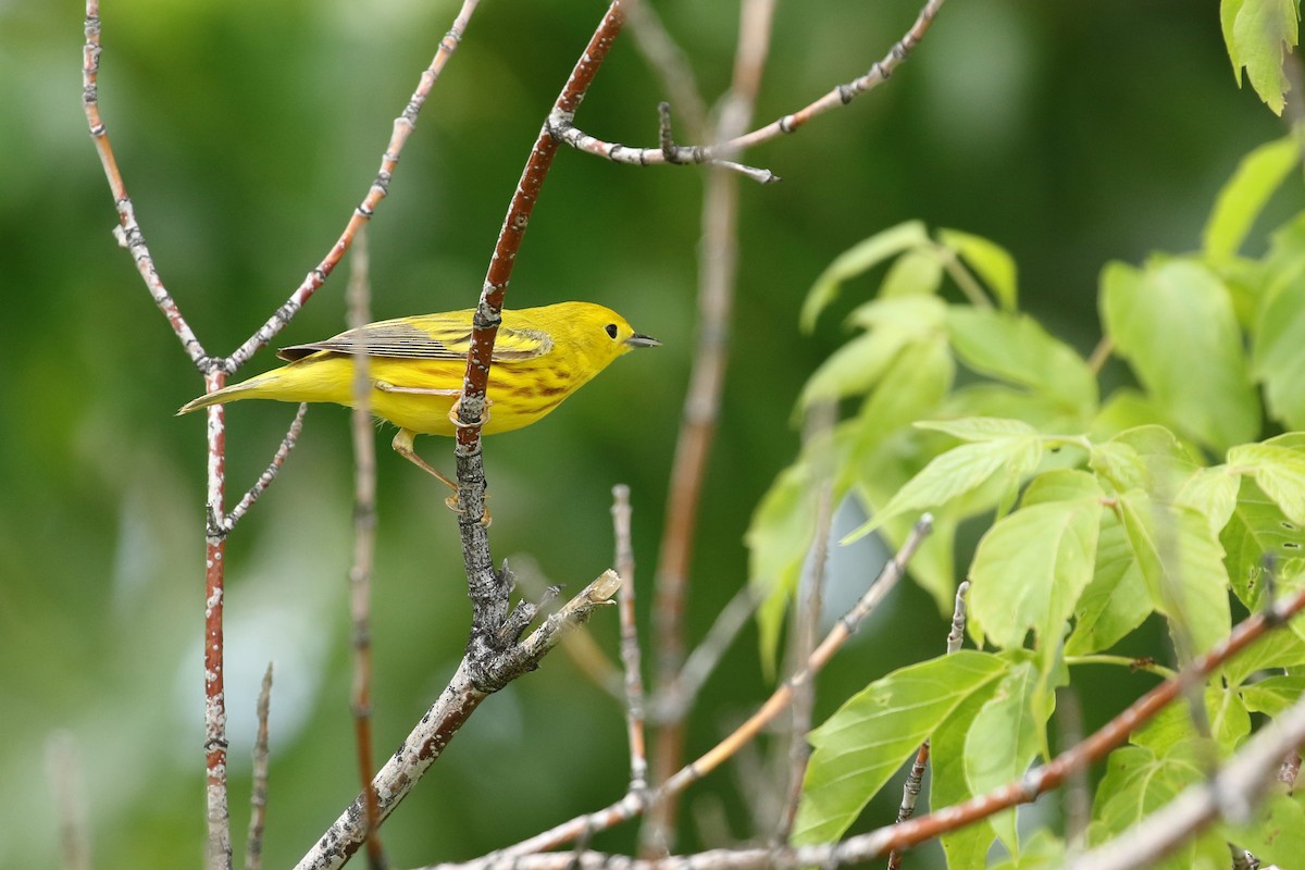 Yellow Warbler (Northern) - ML643861255