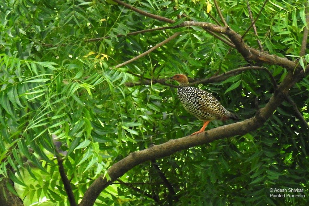 Painted Francolin - ML643861269