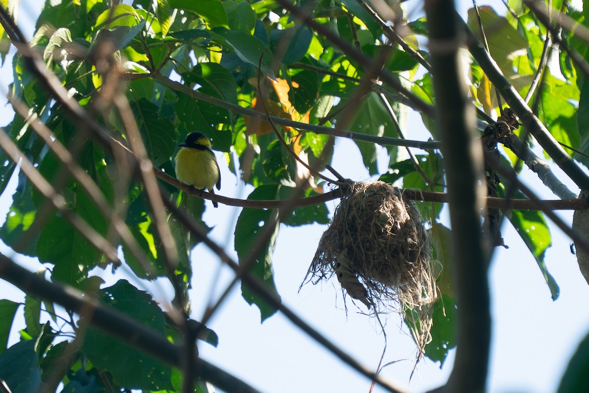 Yellow-browed Tody-Flycatcher - ML643861280