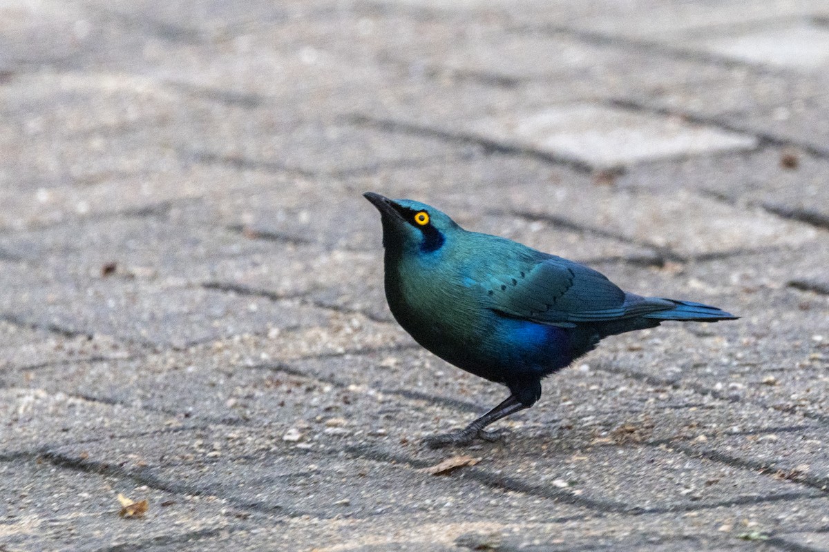 Greater Blue-eared Starling - ML643861285