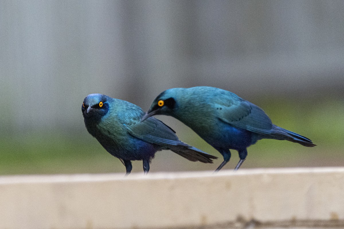 Greater Blue-eared Starling - ML643861286