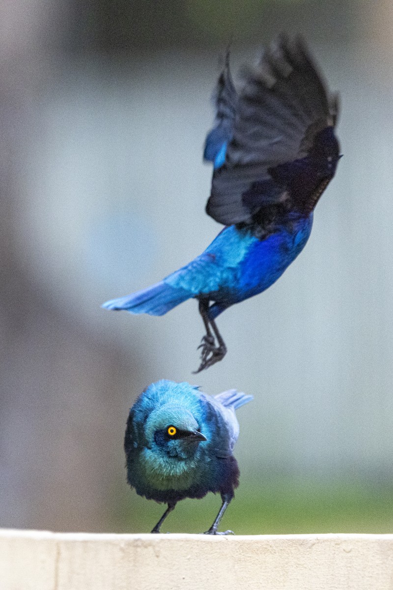 Greater Blue-eared Starling - ML643861287