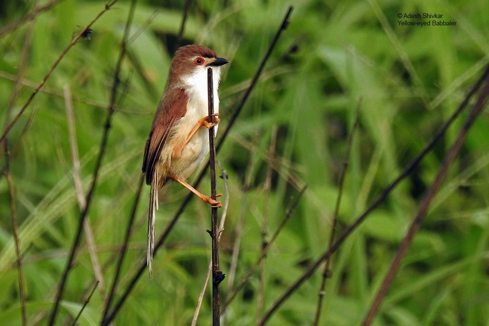 Timalí Ojigualdo - ML643861302