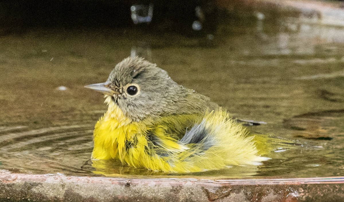 Nashville Warbler - ML643861305