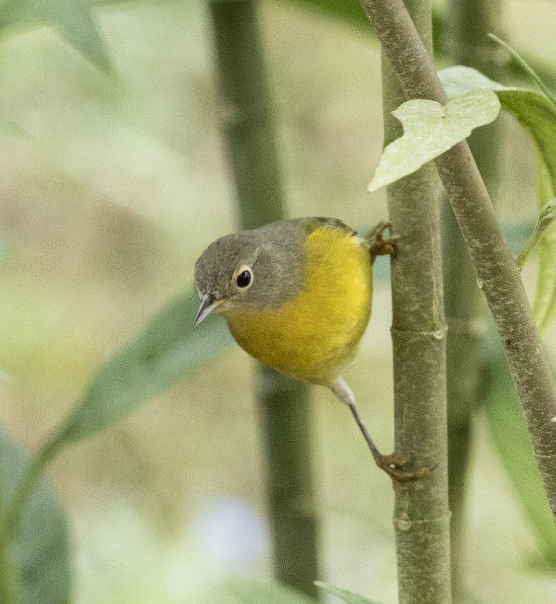 Nashville Warbler - ML643861306