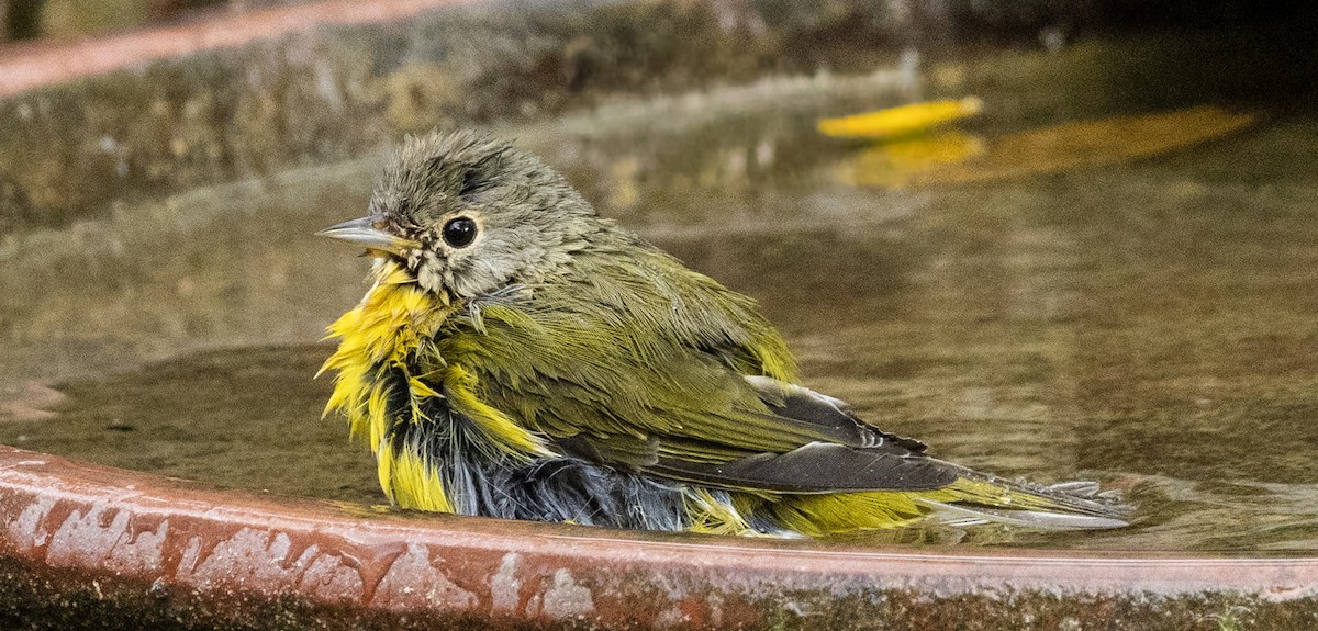 Nashville Warbler - ML643861307