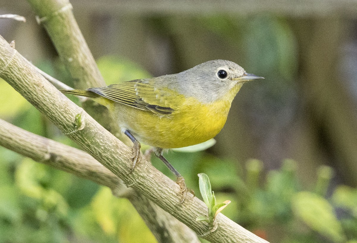 Nashville Warbler - ML643861308