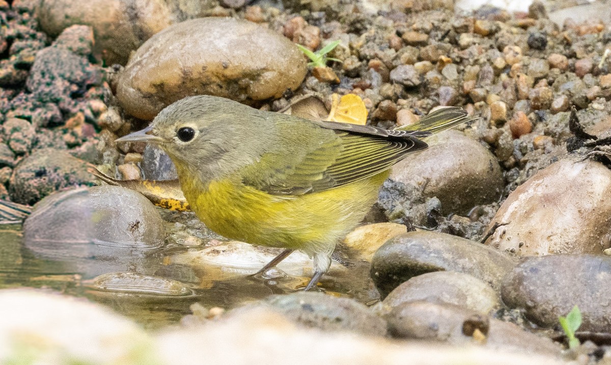 Nashville Warbler - ML643861309