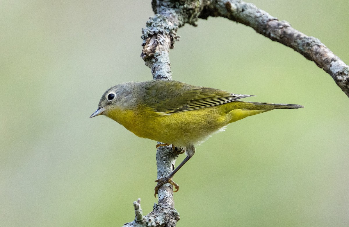 Nashville Warbler - ML643861310