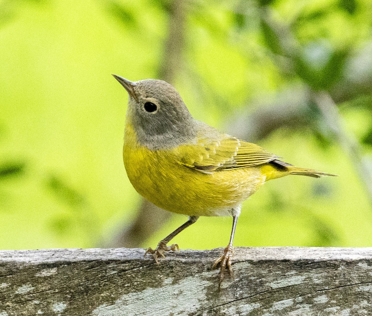 Nashville Warbler - ML643861311