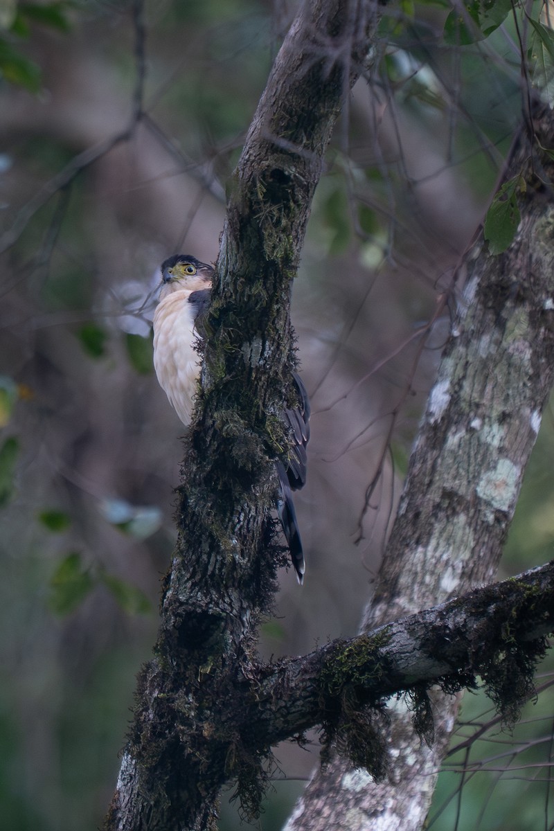 Bicolored Hawk - ML643861316