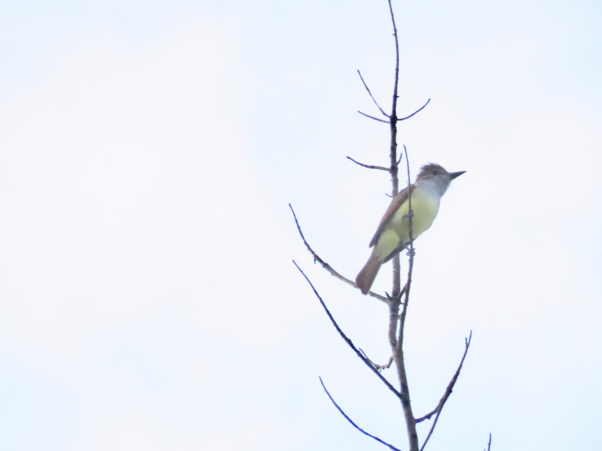 Brown-crested Flycatcher (Cooper's) - ML643861318