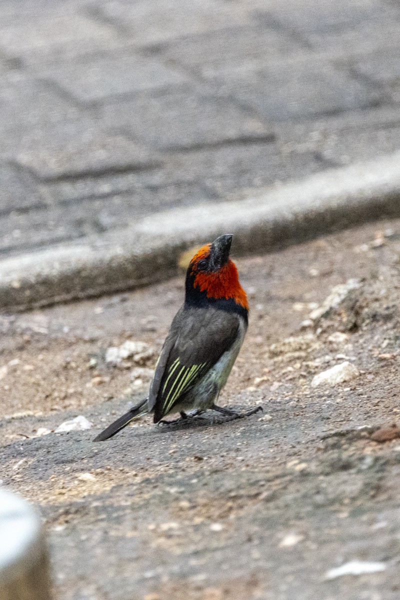Black-collared Barbet - ML643861320