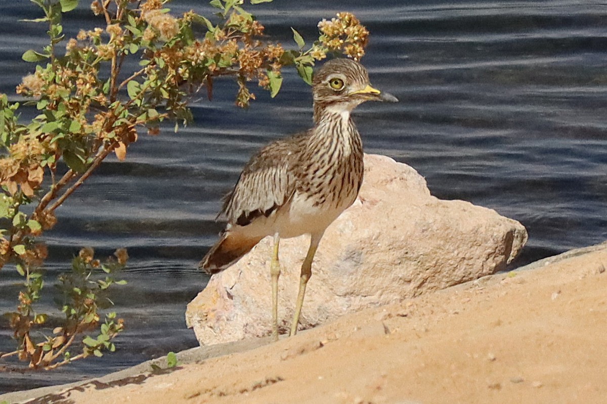Лежень річковий - ML643861330