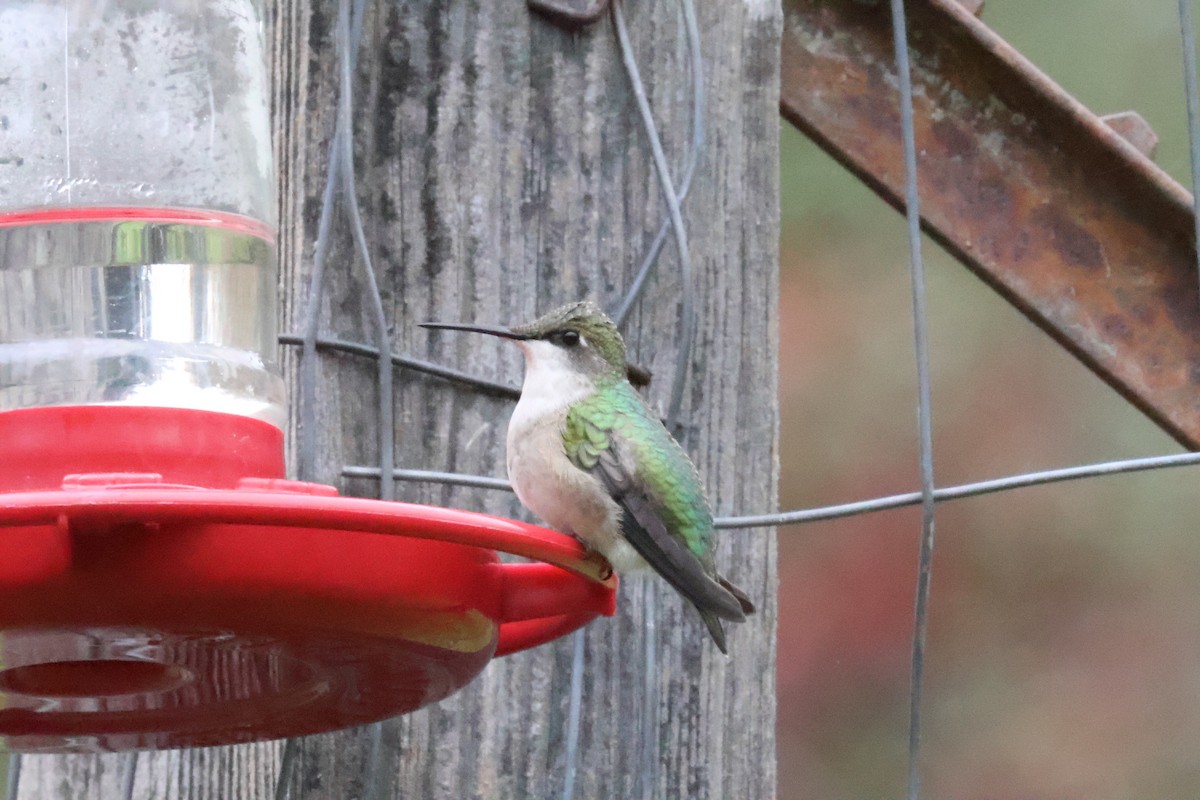 Ruby-throated Hummingbird - ML643861340