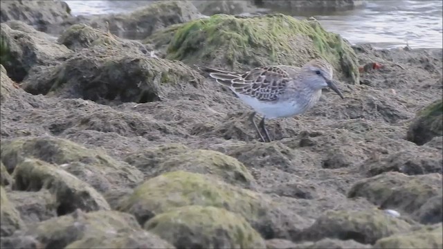 White-rumped Sandpiper - ML643861348